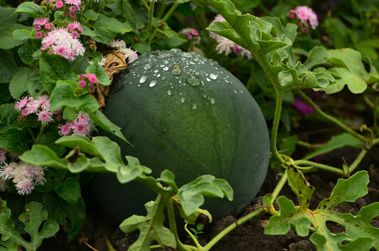 Whole green watermelon growing on vine with water droplets and pink flowers