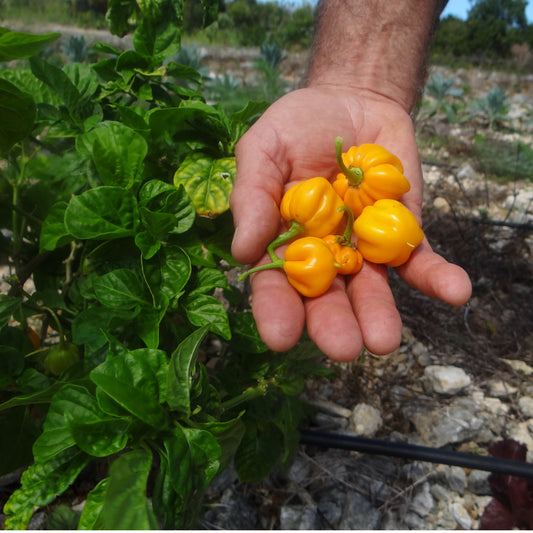 Know What You Eat: Deciphering the Colors of Heirlooms