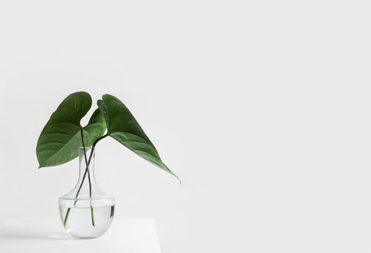 No soil? No problem. These 4 houseplants thrive in water—Spider Plant, Begonia, Dracaena & Ficus. Simple care, stylish vases, and stress-relief built in.