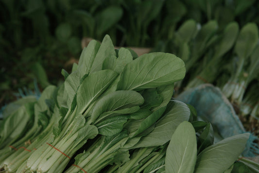 FAST GROWING GREENS:SEED TO HARVEST IN JUST 2-4 WEEKS!