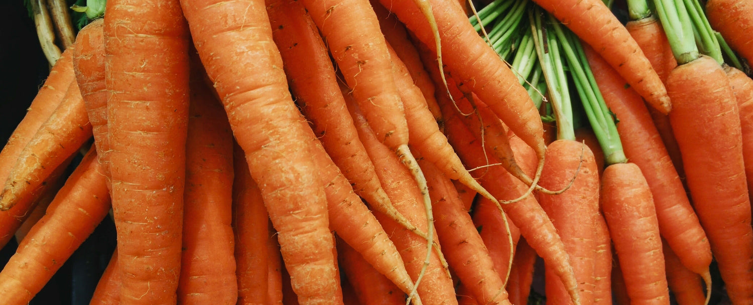 seedcatalog carrot collection