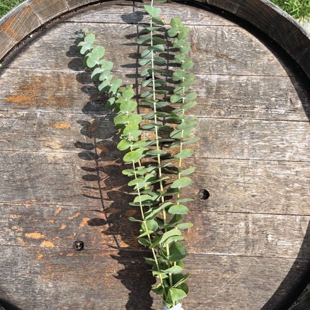 Baby Blue Eucalyptus Seeds