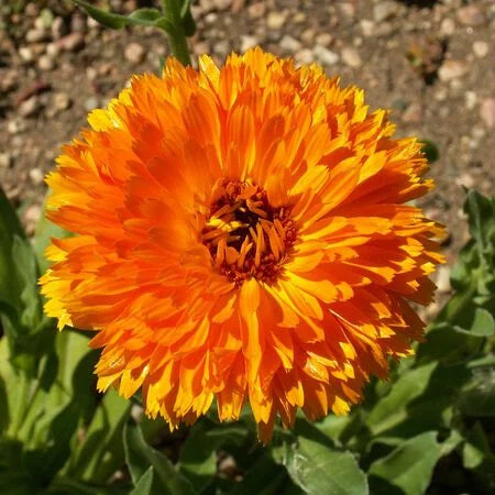 Balls Orange Calendula Seeds