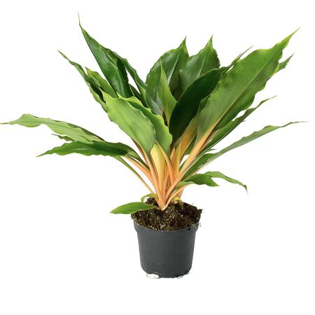 Princess Mabel Spider Plant Seed