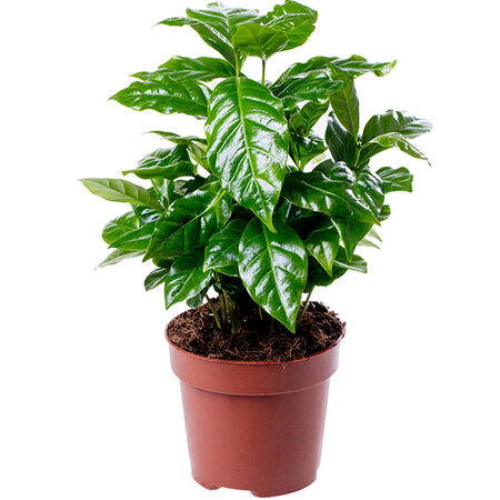 Arabian Coffee Tree Seed