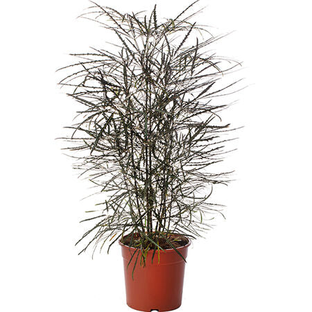 False Aralia Dizygotheca Seed