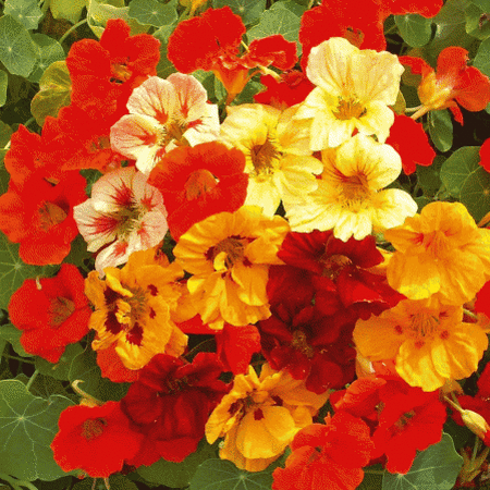 Dwarf Jewel Mix Nasturtium Seeds
