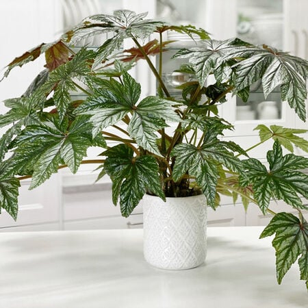 Gryphon Begonia Seeds