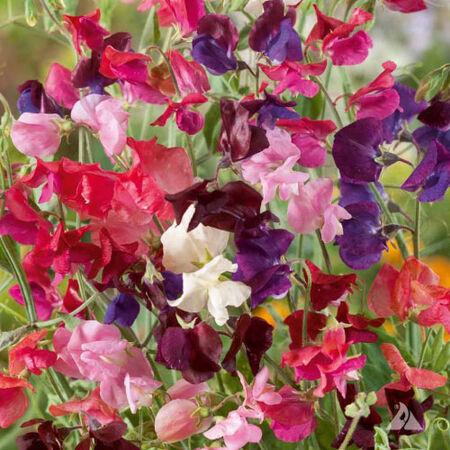 Sweet Pea Seeds Heirloom Mix