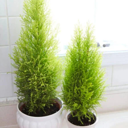 Monterey Cypress Seeds