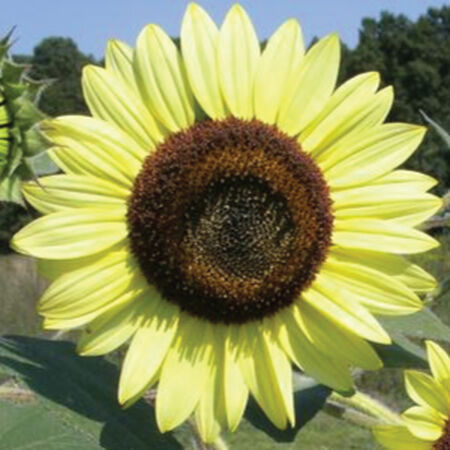 Lemon Queen Sunflower Seed