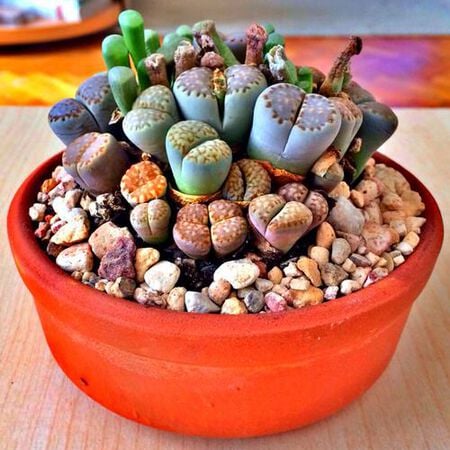 mixed succulent seeds Mixed Lithop Seeds – SeedCatalog.com
