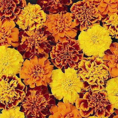 Petite Mix Marigold Seeds