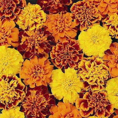 Petite Mix Marigold Seeds