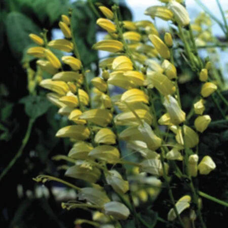 citronella plant seeds near me Mina Citronella Seeds – SeedCatalog.com