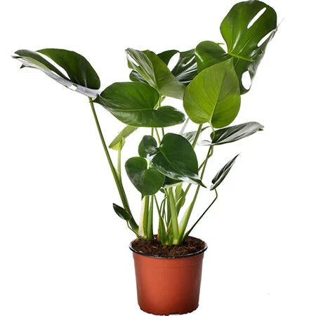 Tauerii Monstera Seed – SeedCatalog.com