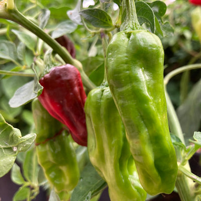 Golden Greek Pepperoncini Seeds
