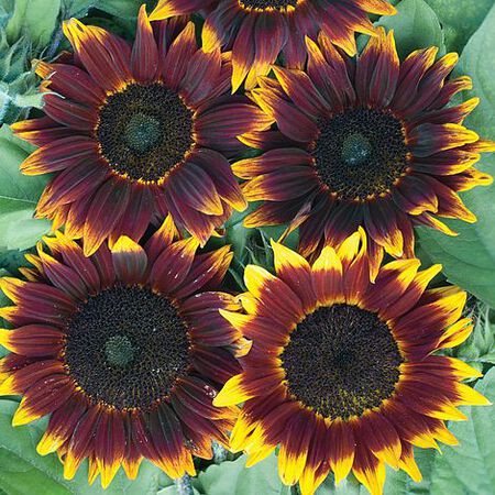 ShockOlat Sunflower Seeds