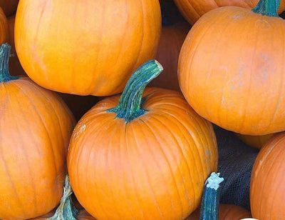 Sugar Pie Pumpkin Seeds