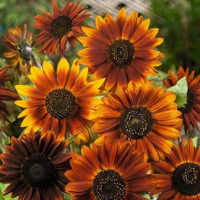 edible sunflower seed plants Earthwalker Sunflower Seeds – SeedCatalog.com