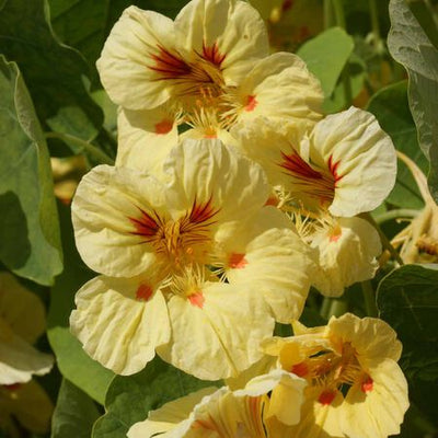 Peach Melba Nasturtium Seeds