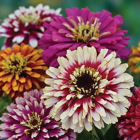 Whirligig Zinnia Seeds