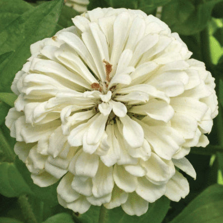 Polar Bear Zinnia Seed