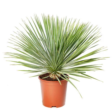 RO-4073　Yukka Yucca Baccata 'Blue Stem Yucca' Seeds – Plantflix