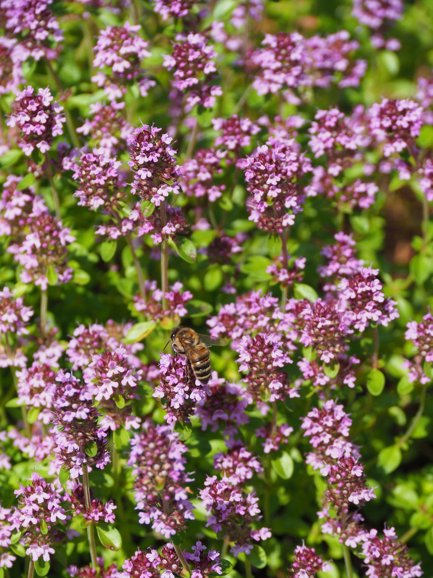 Creeping Thyme Seeds