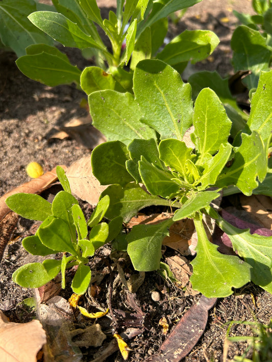 Astro Arugula