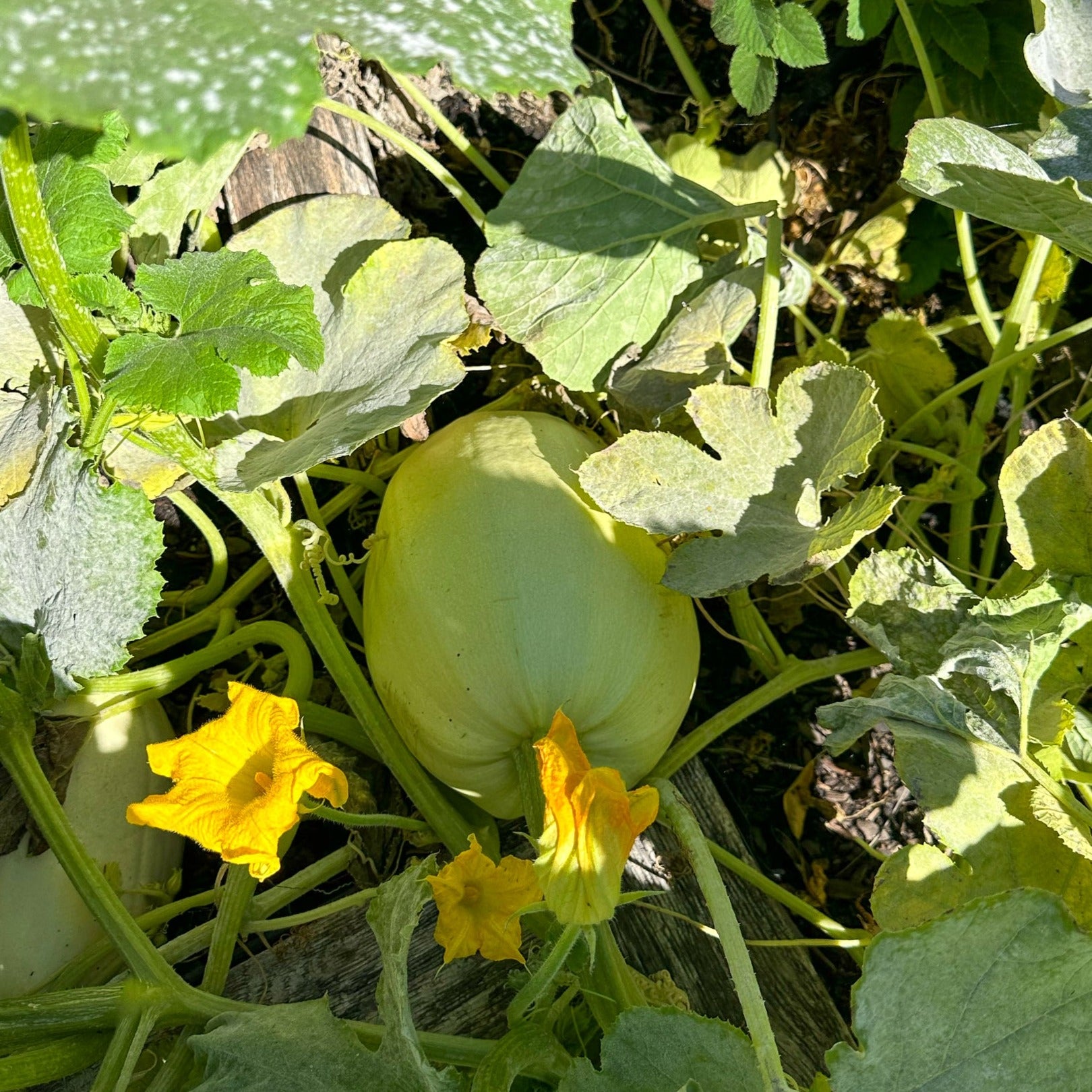 plant spaghetti squash seeds Spaghetti Squash Seeds