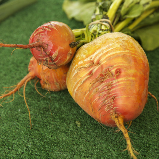 Golden Detroit Beet Seeds