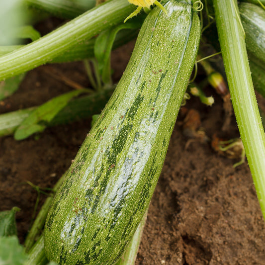 Grey Zucchini Summer Squash Seeds
