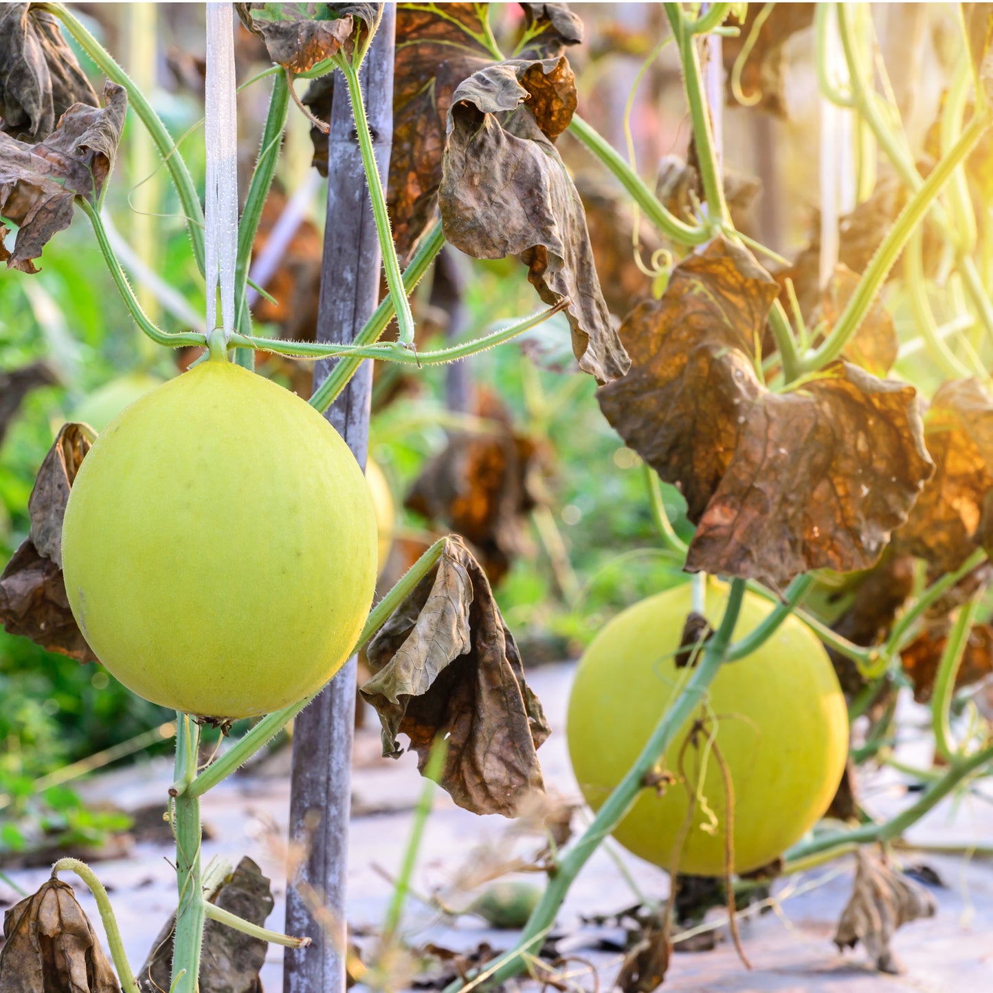 Honeydew Orange Melon Seeds