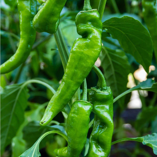 Anaheim Chile Pepper Seeds