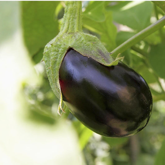 Black Beauty Eggplant Seeds