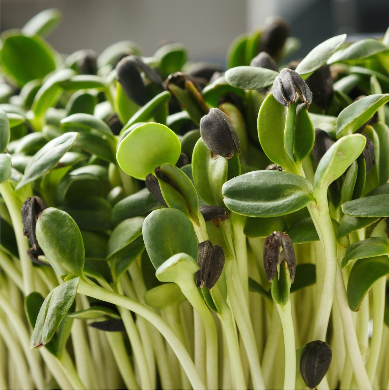 black oil sunflower seed plant Black Oil Sunflower Seeds (Microgreens) – SeedCatalog.com
