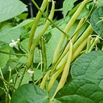 Blue Lake Bush Beans Seeds