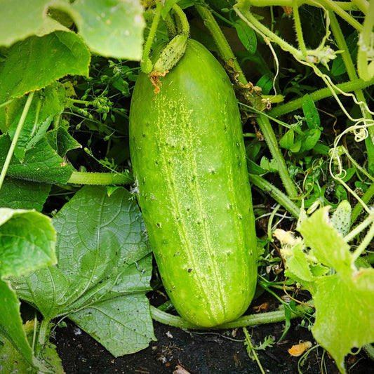 Boston Pickling Cucumber Seeds