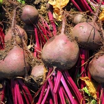 Bulls Blood Beet Seeds