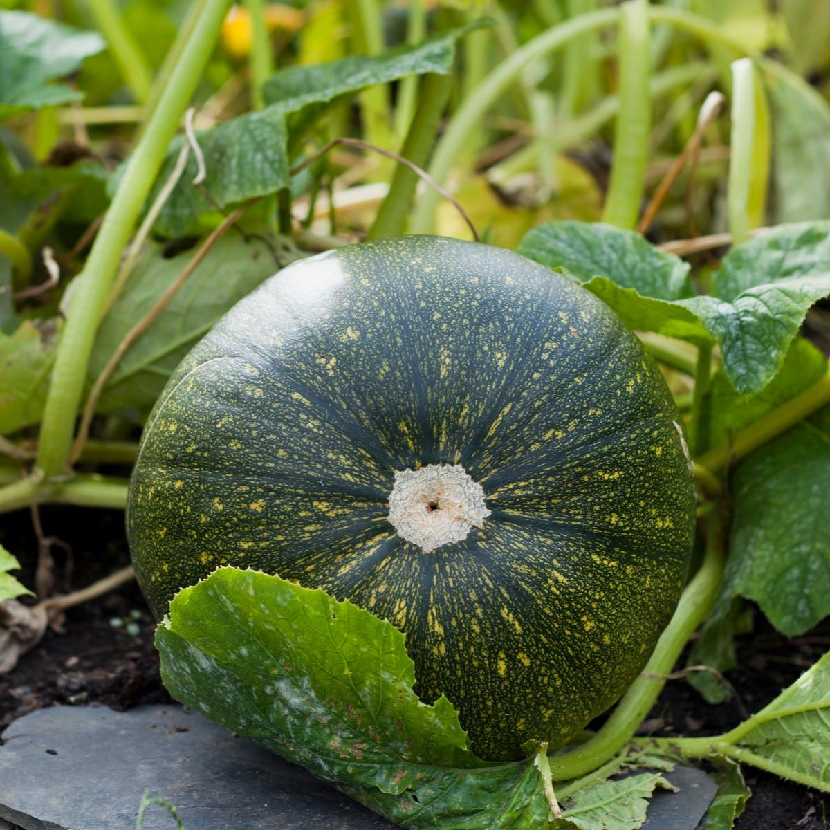 burgess seed & plant Burgess Buttercup Winter Squash Seeds | T&T Seeds 2111A