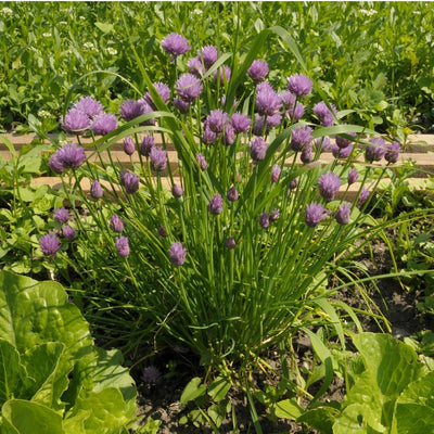 Chives Seeds