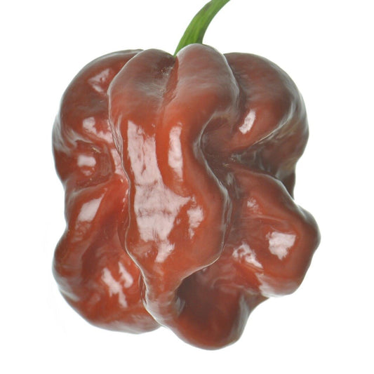 Chocolate Habanero Pepper Seeds