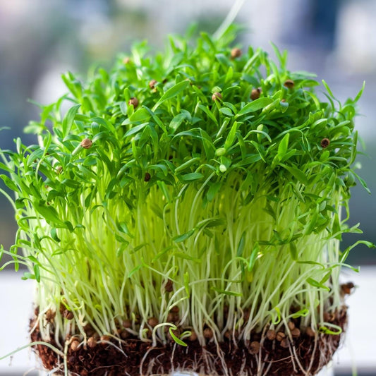 Cilantro Slo-bolt Seeds (Microgreens)