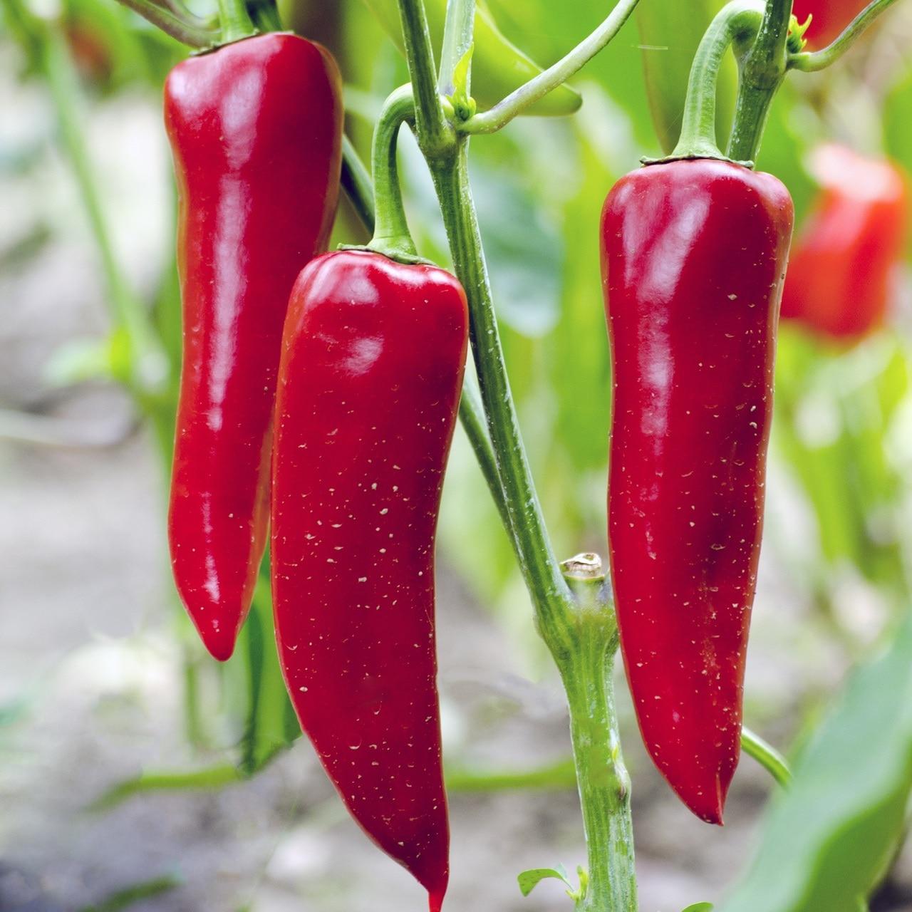 Corno Di Toro Rosso Pepper Seeds