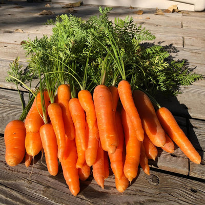 Danvers Carrot Seeds