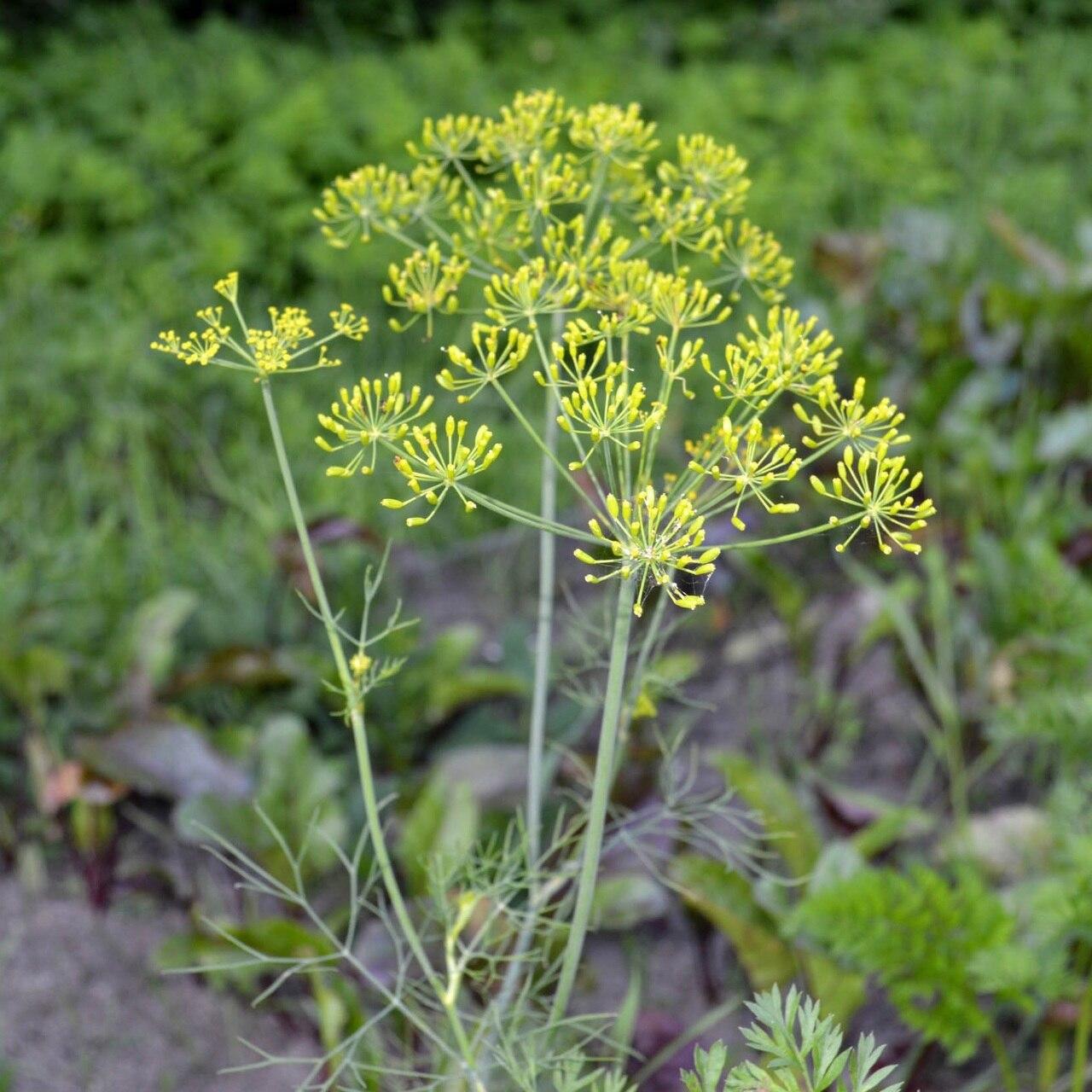plant dill seeds Dill Seeds