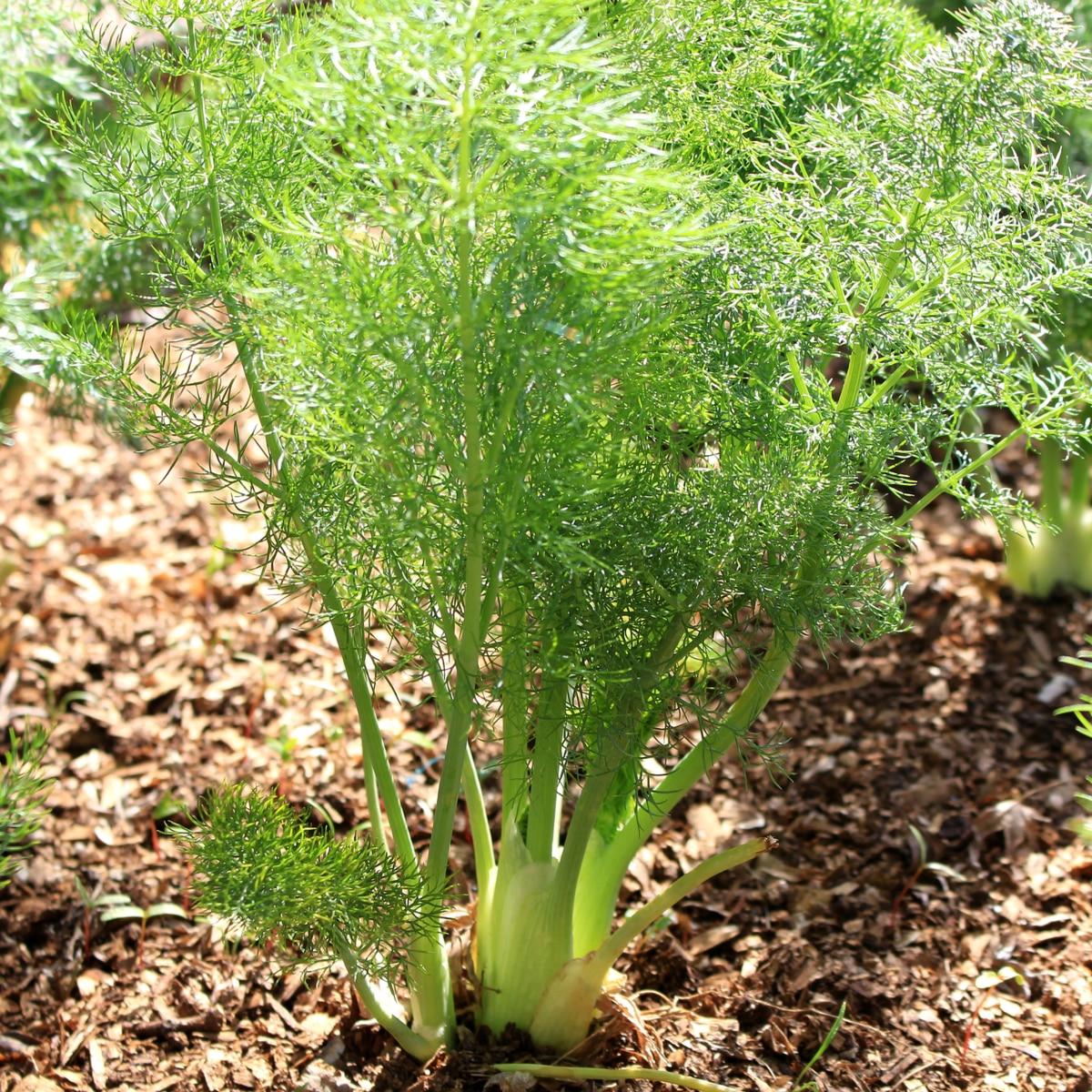 fennel seeds to plant Fennel Seeds – SeedCatalog.com