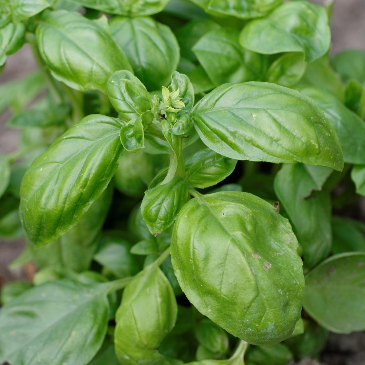Genovese Basil Seeds