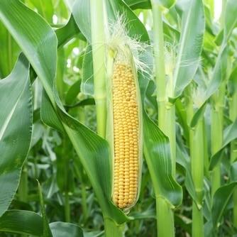 Golden Bantam Sweet Corn Seeds